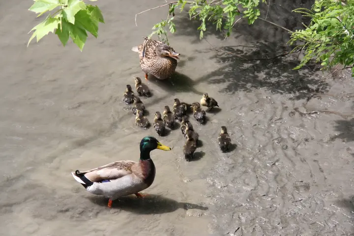 photo d'une portée de canetons et leurs parents, prise depuis la péniche La Paz